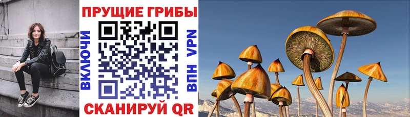 закладка  гидра как войти  Галлюциногенные грибы прущие грибы  Торопец 